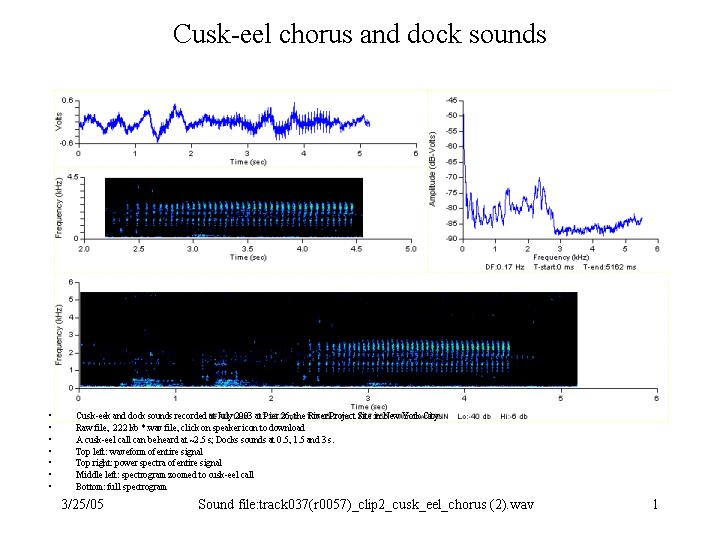 cusk-eel call